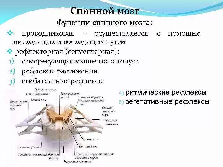 Спинной мозг осуществляет функции. Строение спинного мозга физиология. Строение спинного мозга, рефлекторная.. Физиология спинного мозга кратко. Вещество спинного мозга выполняющие проводниковую функцию