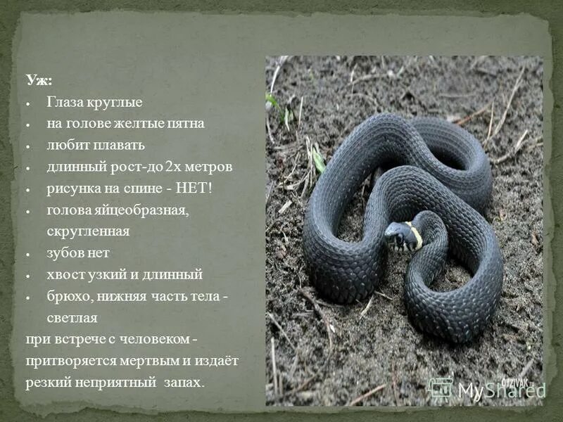Какой тип развития характерен для гадюки обыкновенной. Место обитания змей. Где обитают гадюки на карте. Змеи живущие на Урале. Где обитает гадюка.