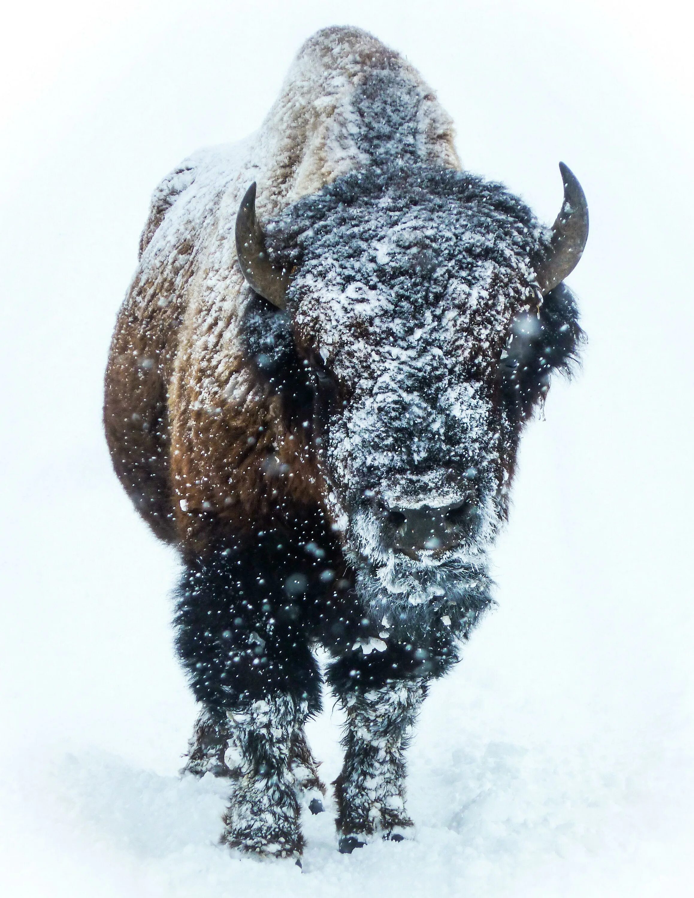 Американский Бизон. Bison, Bison Bison, Bison. Бизоны в Северной Америке. ХГЗВА Бизон. Бизон похожие