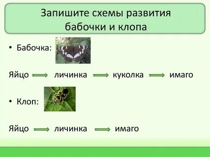 Вставьте в текст развитие насекомых