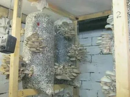 Выращивания вешенок в мешках для новичков