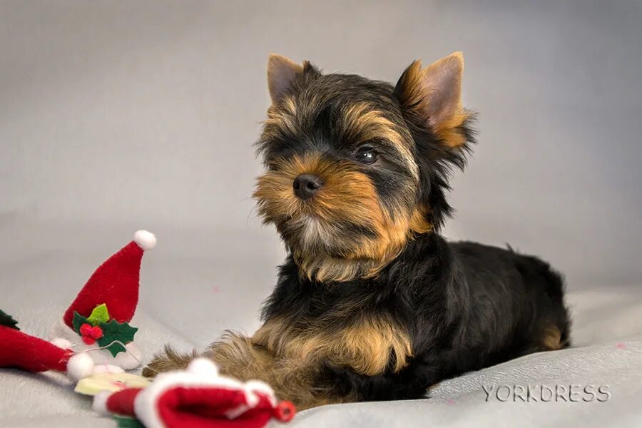 Терьермон. Питомник йоркширских терьеров маленький ангел. Йоркширский терьер щенок 1 месяц мальчик. Йоркширский терьер помет. Роял презент питомник йоркширских терьеров.