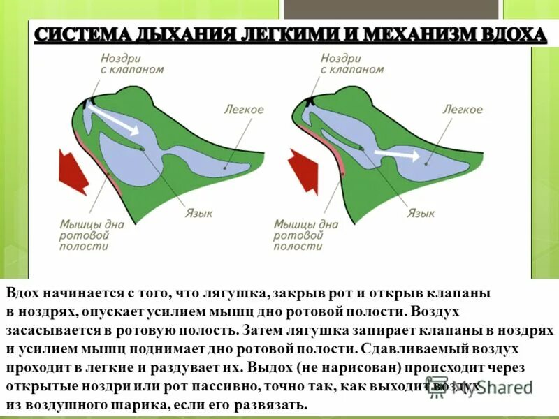 Дыхание открытым ртом. Дыхательная система земноводных. Дыхательная система Лягуш. Органы дыхания земноводных. Механизм дыхания земноводных.