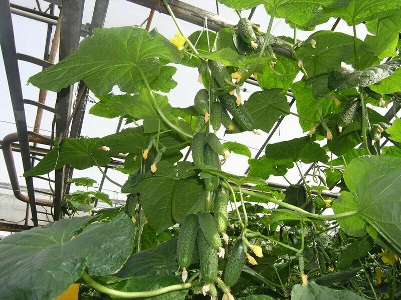 Урожайность огурцов с куста. Куст огурцов. Огурец кураж формировка. Огурцы сроки созревания в теплице. Первая подкормка огурцов после всходов на подоконнике.
