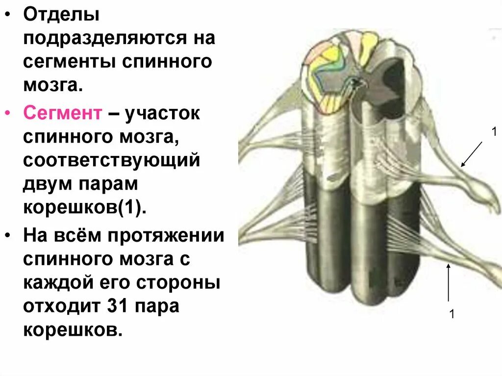 В спинном мозге выделяют. Строение сегмента спинного мозга. Строение спинного мозга физиология. Внутреннее строение спинного мозга. Участок спинного мозга.