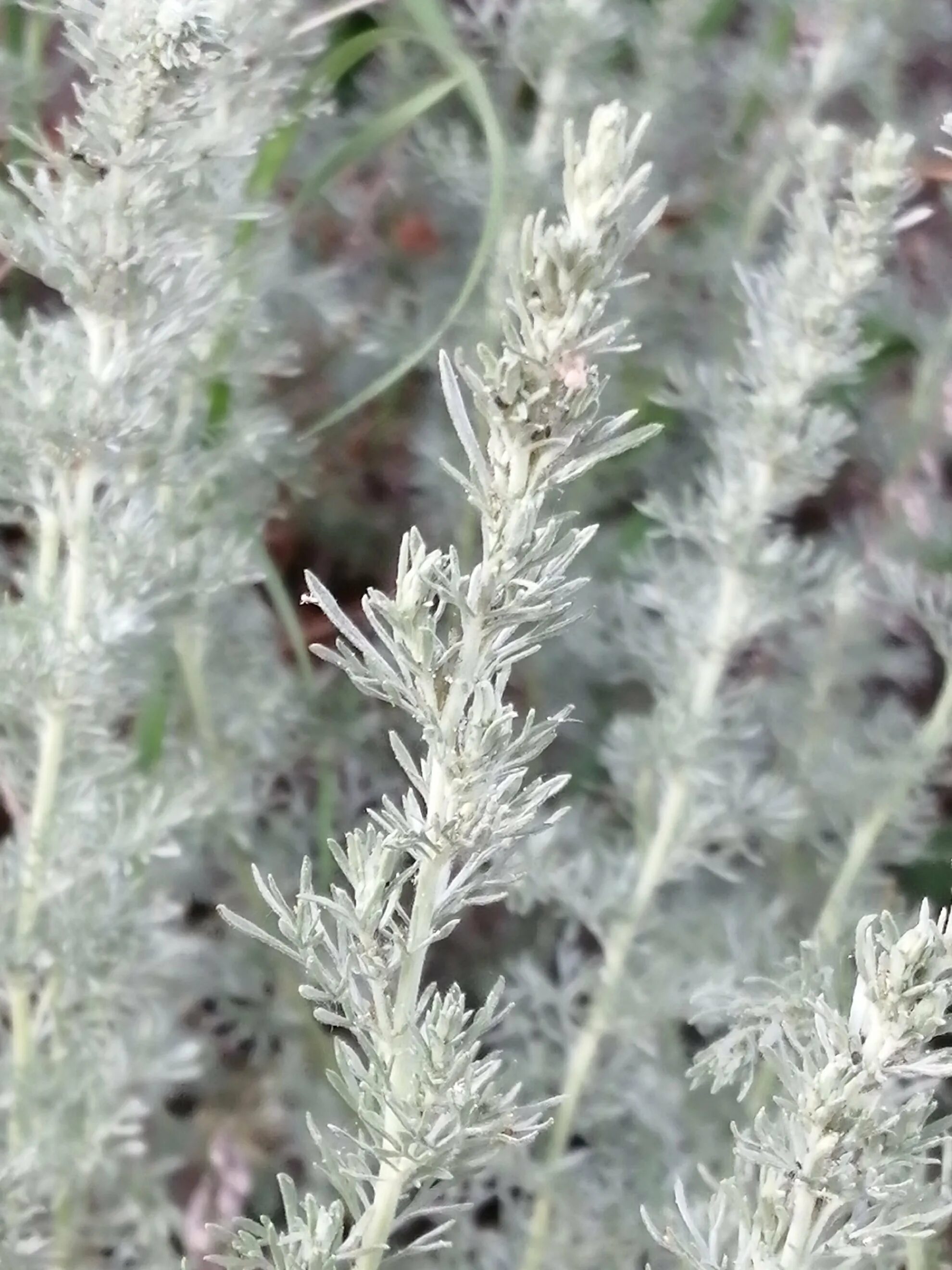 Полынь таврическая. Полынь обыкновенная (artemisia vulgaris). Полынь стеллера, artemisia stelleriana "silver brocade". Полынь рутолистная. Полынь низкая.