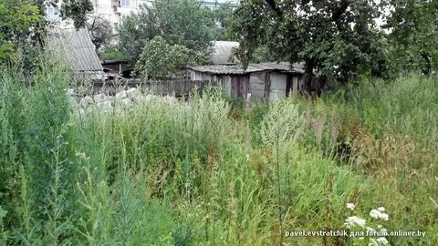 Сад зарос травами