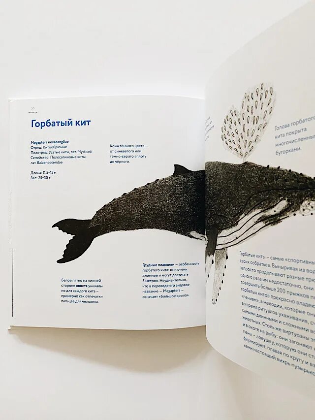 Детские книги про китов. Книги о китах и морских млекопитающих. Книга о китах. Книга кит отзывы. «кит на пляже» винко мёдерндорфер.