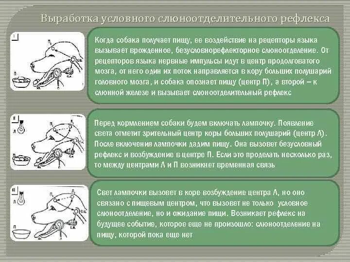 Схема условного рефлекса. Схема выработки условного рефлекса. Выработка условного рефлекса. Условный рефлекс слюноотделения.