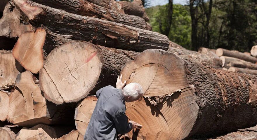 Дерево используют для изготовления. Использования ДЕРЕВЯВ. Древесина лиственницы в промышленности.