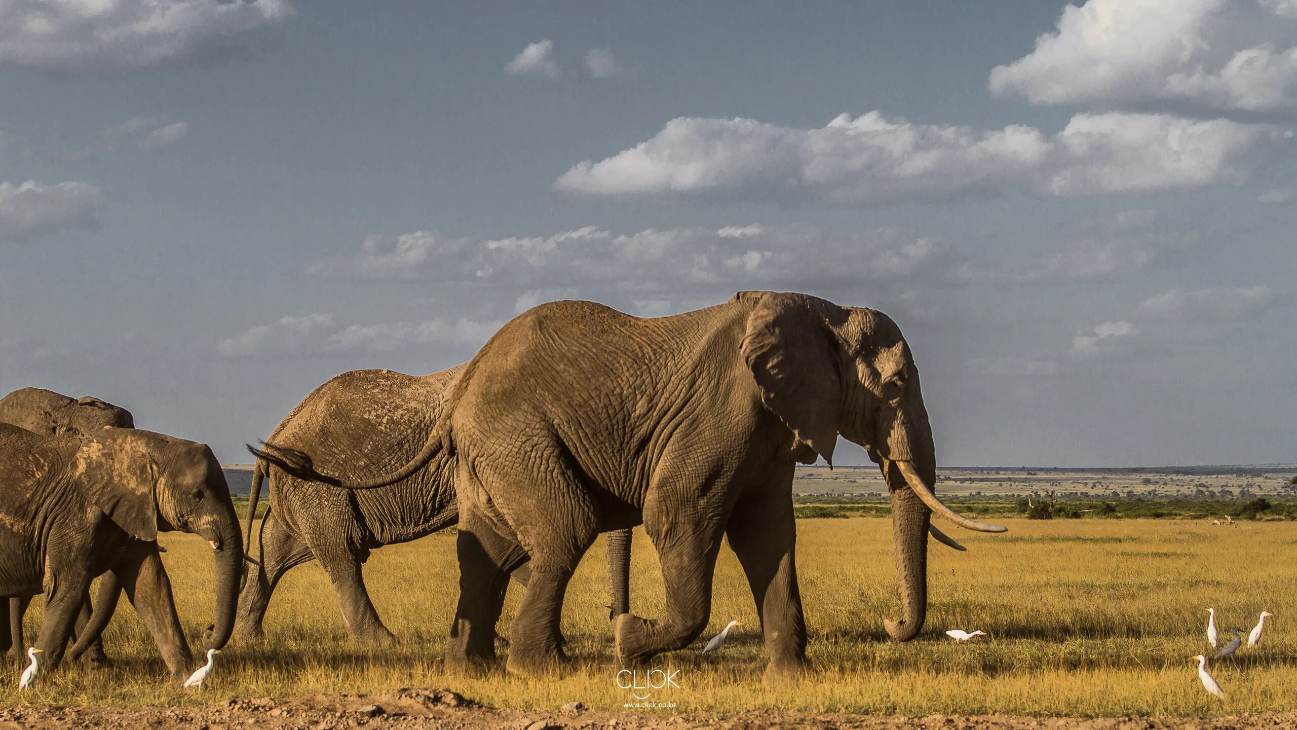 Национальный парк Серенгети слоны. Национальный парк Амбосели слоны. Национальный парк Серенгети в Африке. Заставка на рабочий стол слоны.