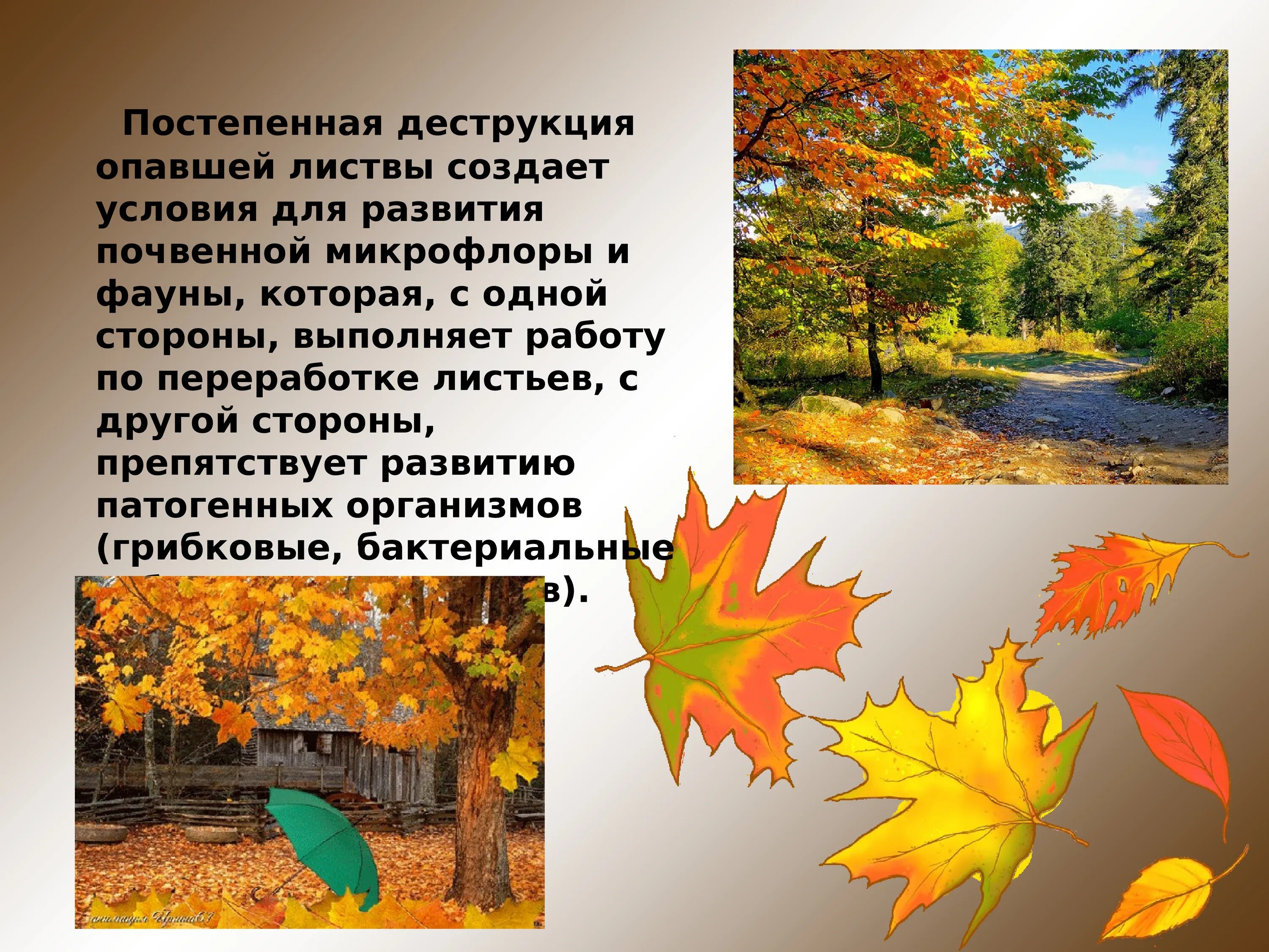 Сообщение о листьях