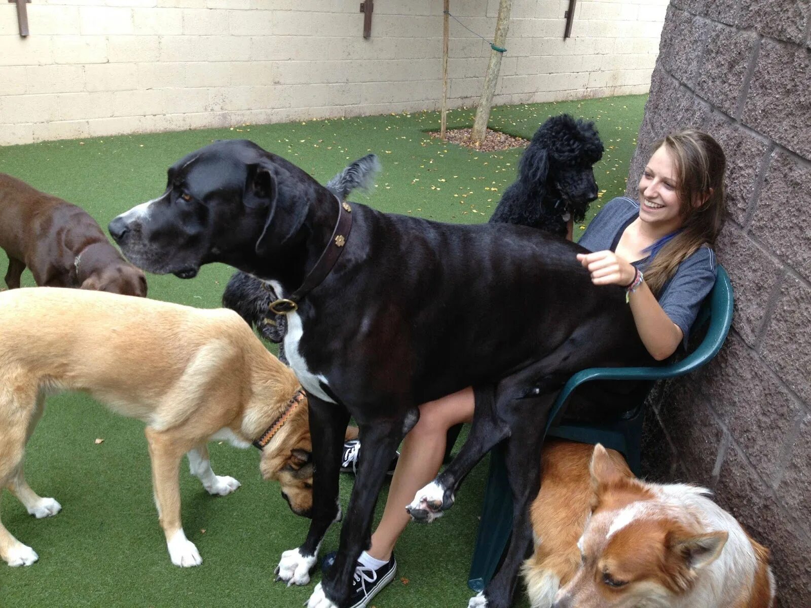 Домашние животные. Девушка с огромной собакой. Крупные женщины и собаки. Гигантский дог с девушкой. Зоо муж с собакой
