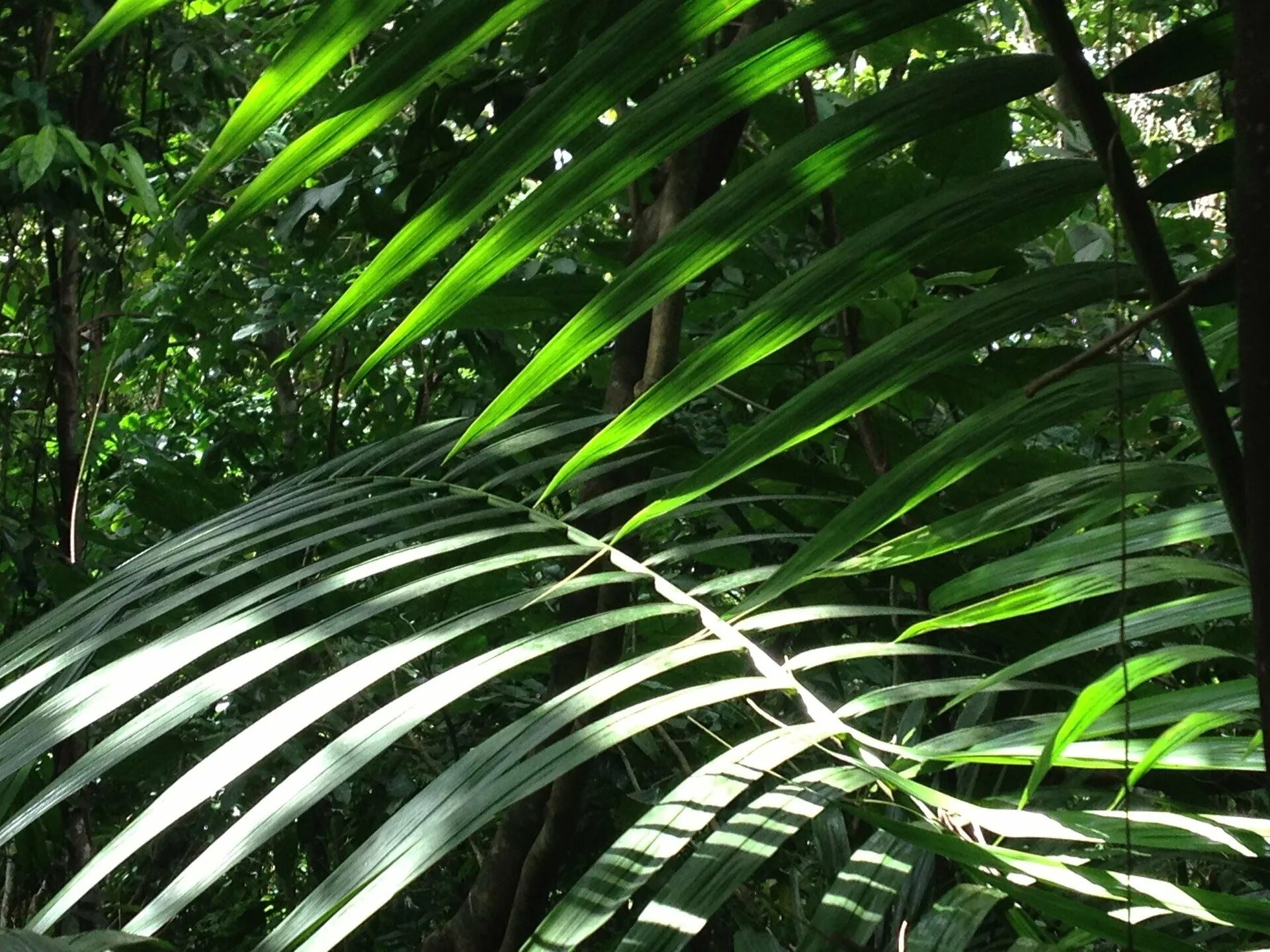 Тропические растения. Тропические листья. Тропический лес. Листья тропических деревьев.