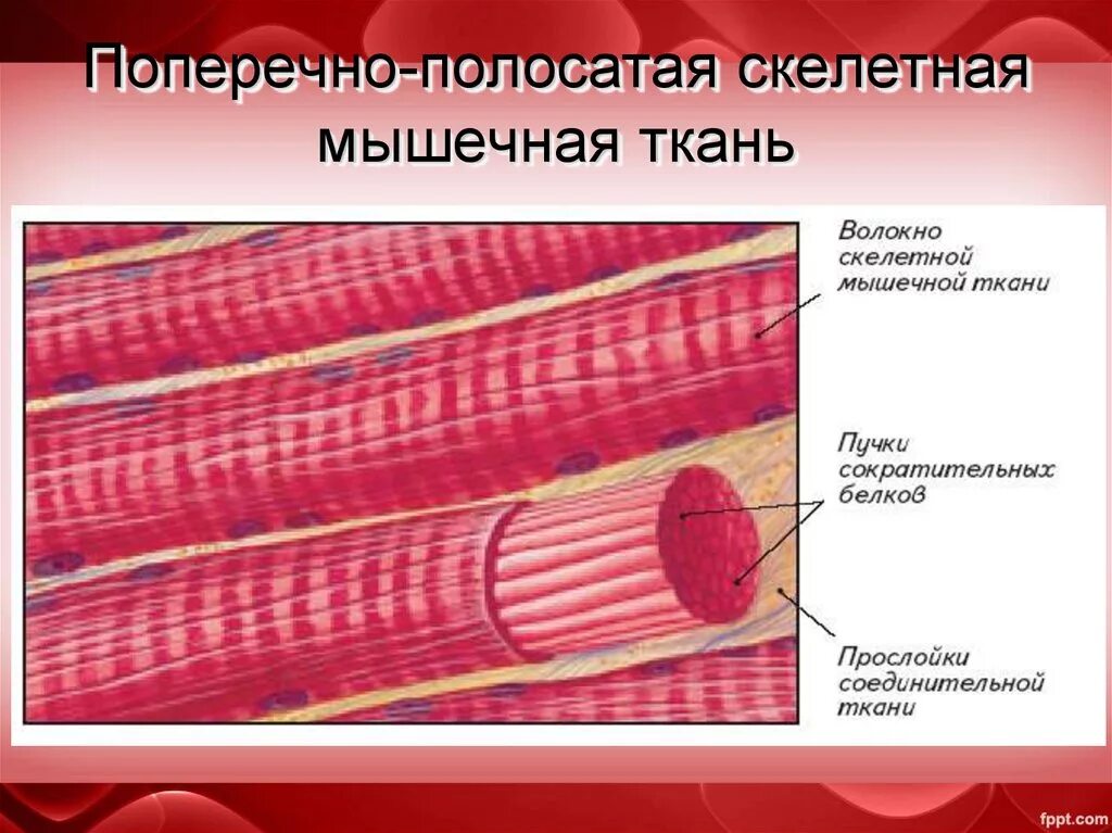 Сосудистая мышечная ткань