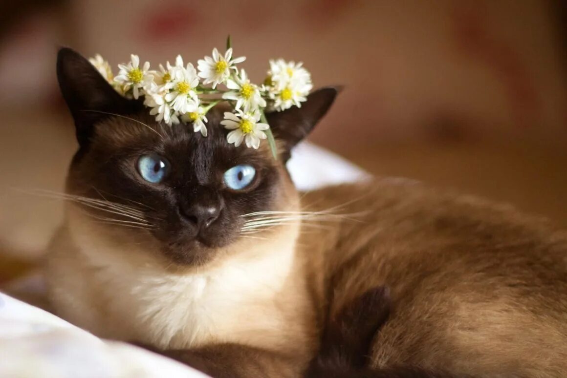 Тайская и сиамская кошка котята. Метис сиамская кошка бомбейская. Тайский сиамский кот. Сиамская кошка. Сиамские тайские котята.