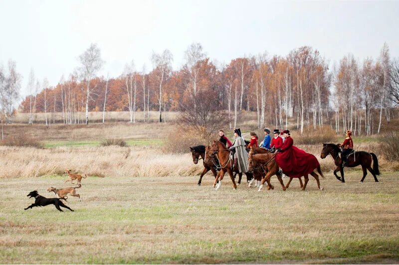 псовая охота война и мир николай ростов. русская псовая борзая псовая охота. русская псовая борзая бежит. русская псовая борзая на охоте. охота с борзыми собаками.