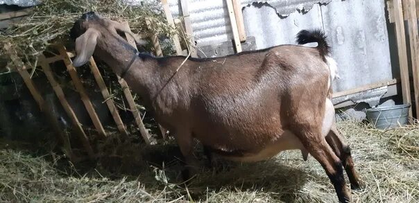 Нубийская коза сколько дает молока в день. Англо-нубийская коза. Коза нубийской породы. Нубийская коза сколько дает молока в день. Козье молоко от нубийских коз.