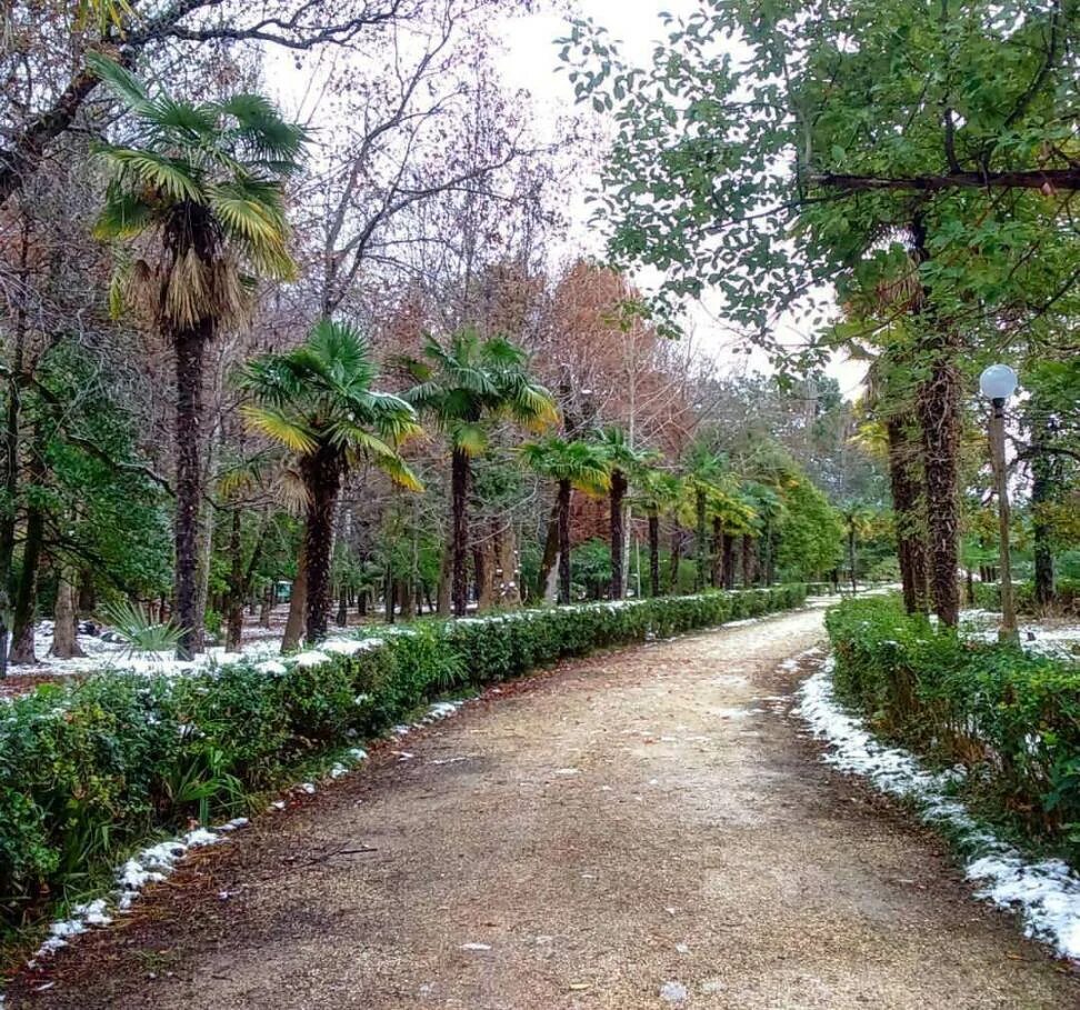 Приморский парк Гагра. Парк в Гаграх Абхазия. Гагры дендропарк. Центральный парк Гагры. Гагры приморский