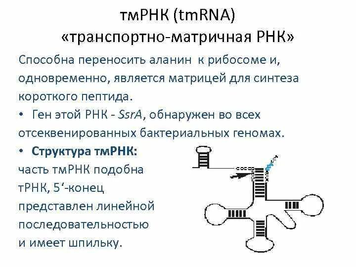 РНК. Транспортно матричная РНК. Синтез транспортной РНК. Транспортная РНК биохимия.