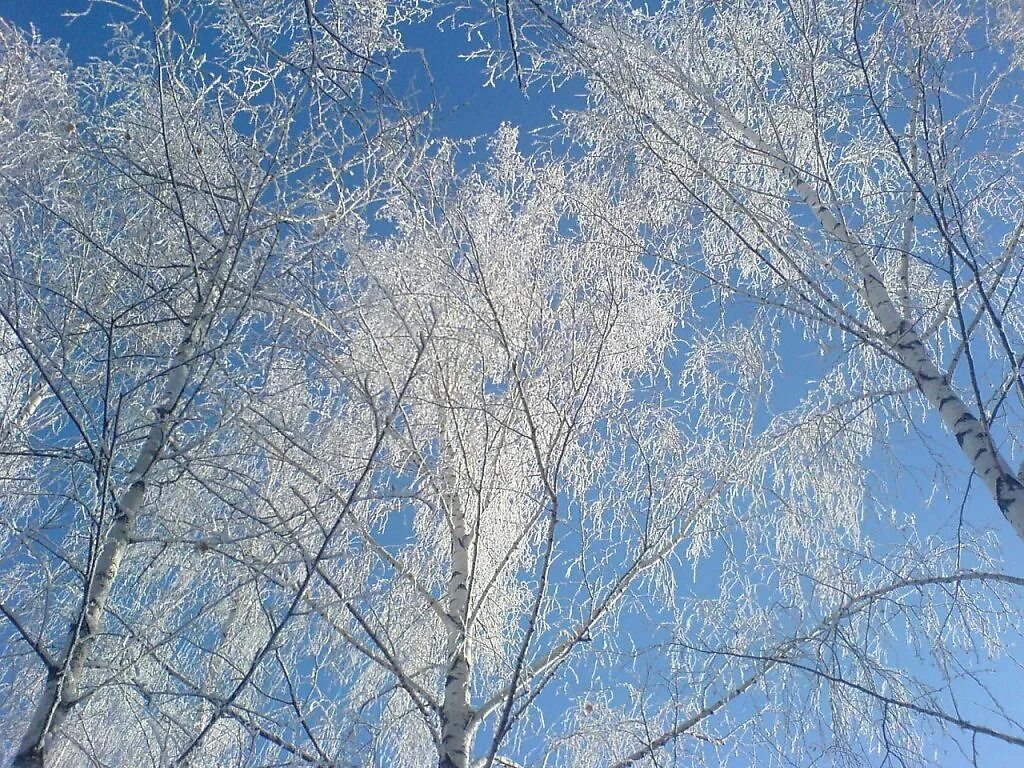 Береза под 3. Три березы симонов родина. Береза под 3. Февральский воздух, но, над садом. Береза алтайцы.