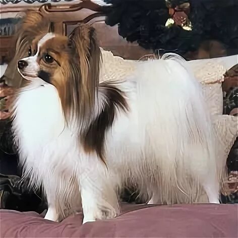 De papillon