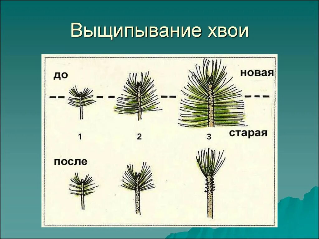 Как правильно обрезать ель. Обрезка сосны обыкновенной схема. Прищипка хвойных. Прищипывание сосны обыкновенной. Стрижка сосны обыкновенной.