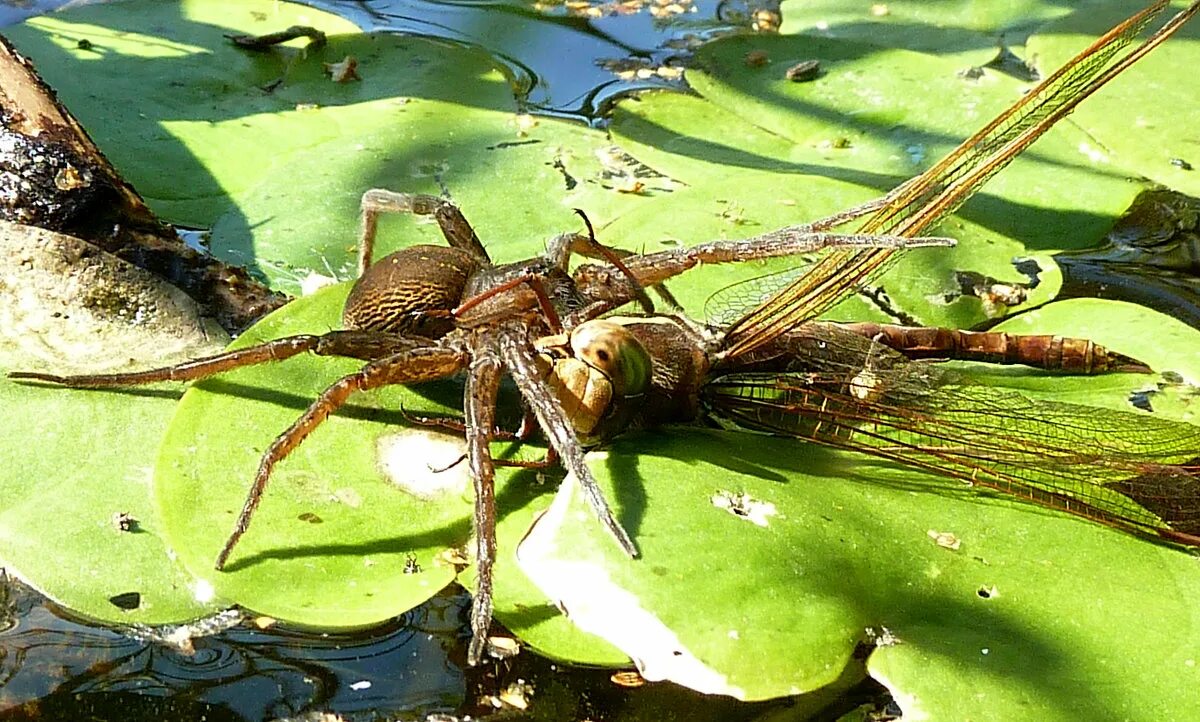 сеть паука крестовика. какой паук строит. ловчая сеть паука. пауки на болоте. как паук строя свой паутинный замок.