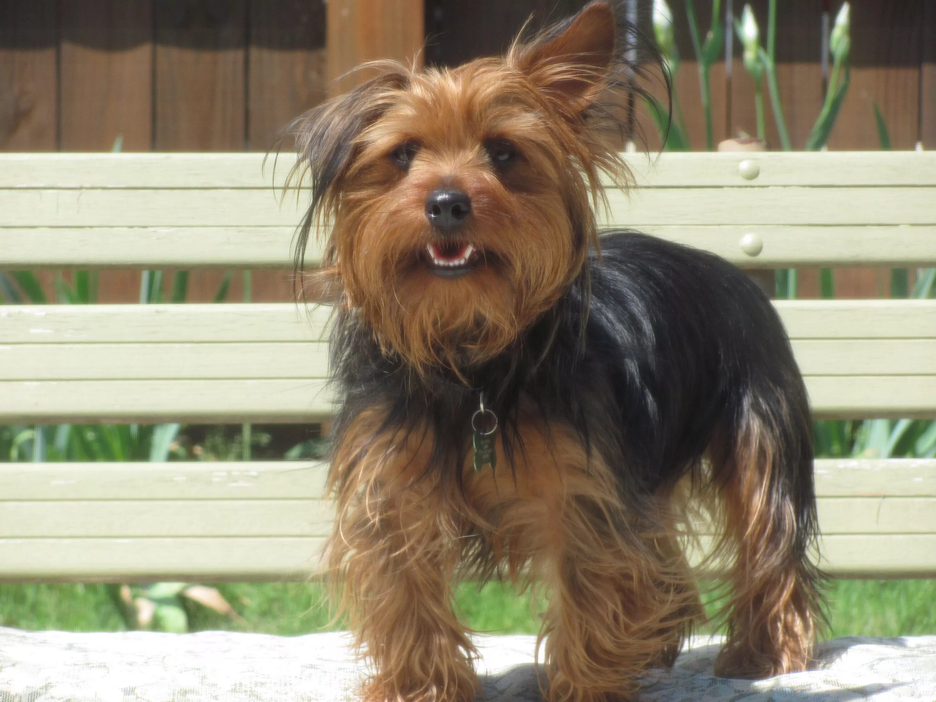 Stevie sunning himself Yorkie love in 2025 Yorkie terrier, Yorkshire terrier, Yo