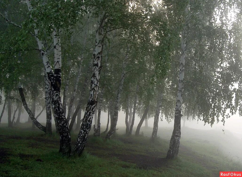 Грустные березы. Березовая роща в тумане. Березы в тумане. Береза вечером. Красивая береза.