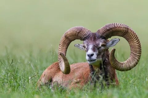 Животное рождается с рогами