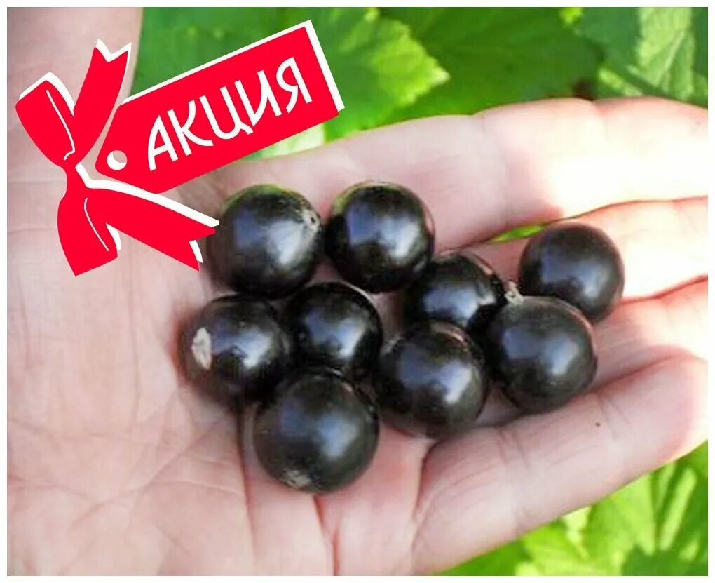 смородина ядреная. смородина черная ядреная 2. смородина черная ядреная 2 описание сорта. смородина черная ядреная. саженцы смородина ядреная.