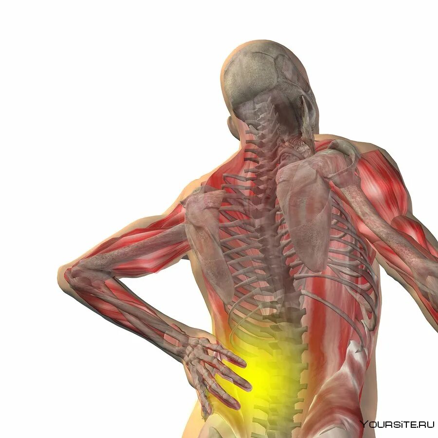 Организм человека со спины. Человек с болью в спине. Тело человека органы со спины. Анатомия человека со спины органы.