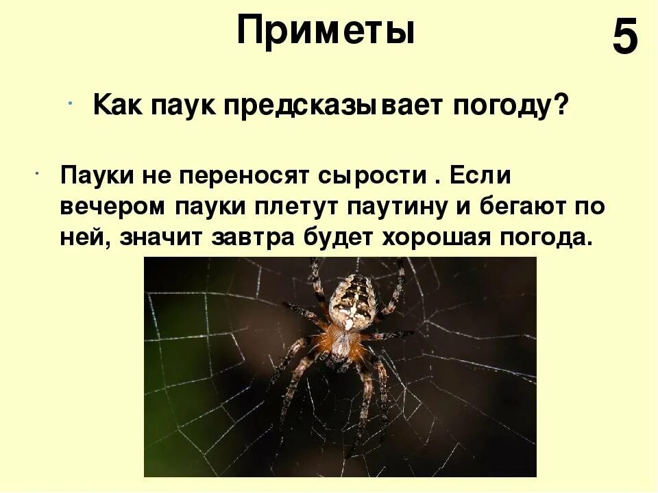 Паук ползет вверх примета. Паук примета. пауки в доме приметы. приметы про пауков. приметы если паук.