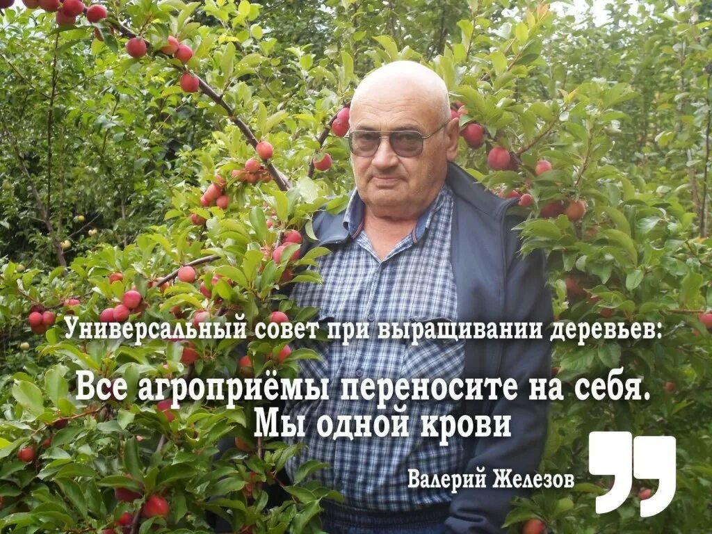 отзывы северных садоводов. валерий железов саженцы. отзывы северных садоводов. валерий железов саженцы. железов.