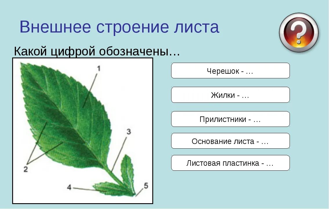 Контрольная лист 6 класс биология. Основание черешок листовая пластинка. Внешнее строение листьев 6 класс биология. Лист внешнее строение листа 6 класс биология. Черешок прилистник.