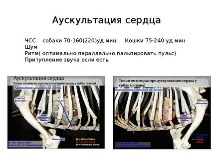 Сердце у кошки сколько ударов