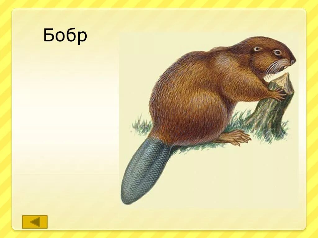 Бобер. Бобр слово. Животное бобр или бобер. Слово бобровый. Два бобра.