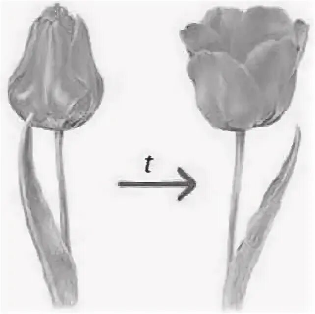 В изображенном на рисунке опыте тюльпан