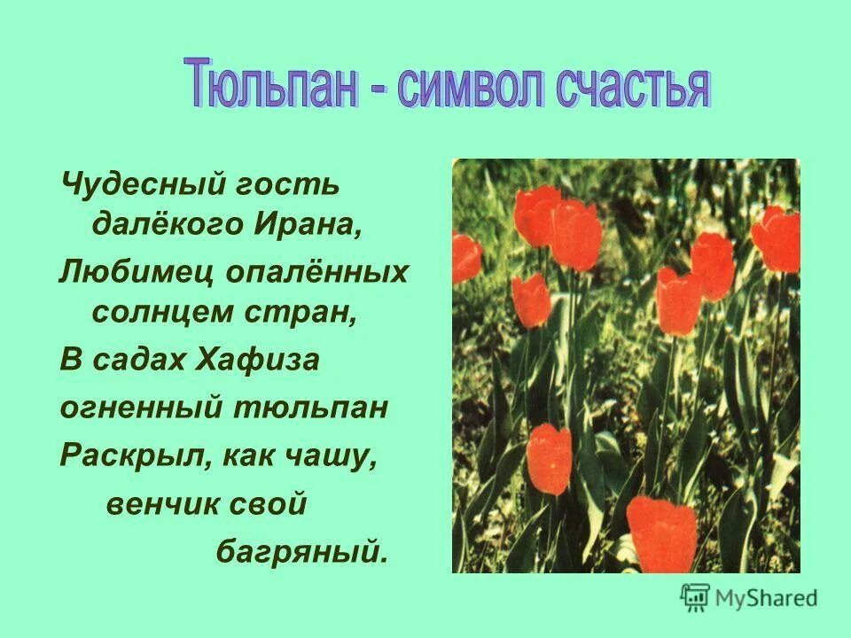 Тюльпан символизирует. Тюльпан цветок символ. тюльпан краткий доклад. краткое сообщение о тюльпане. презентация на тему тюльпан цветок.