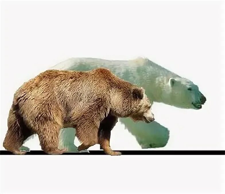 Гризли и бурый медведь. Медведь Кадьяк и белый медведь. Кадьяк медведь против Гризли. Полярный медведь против Гризли.