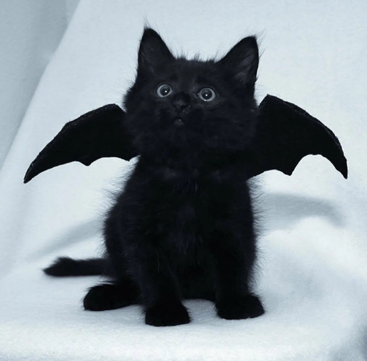 Черный котенок. Милый чёрный котик. Милые черные котята. Котенок вампир.