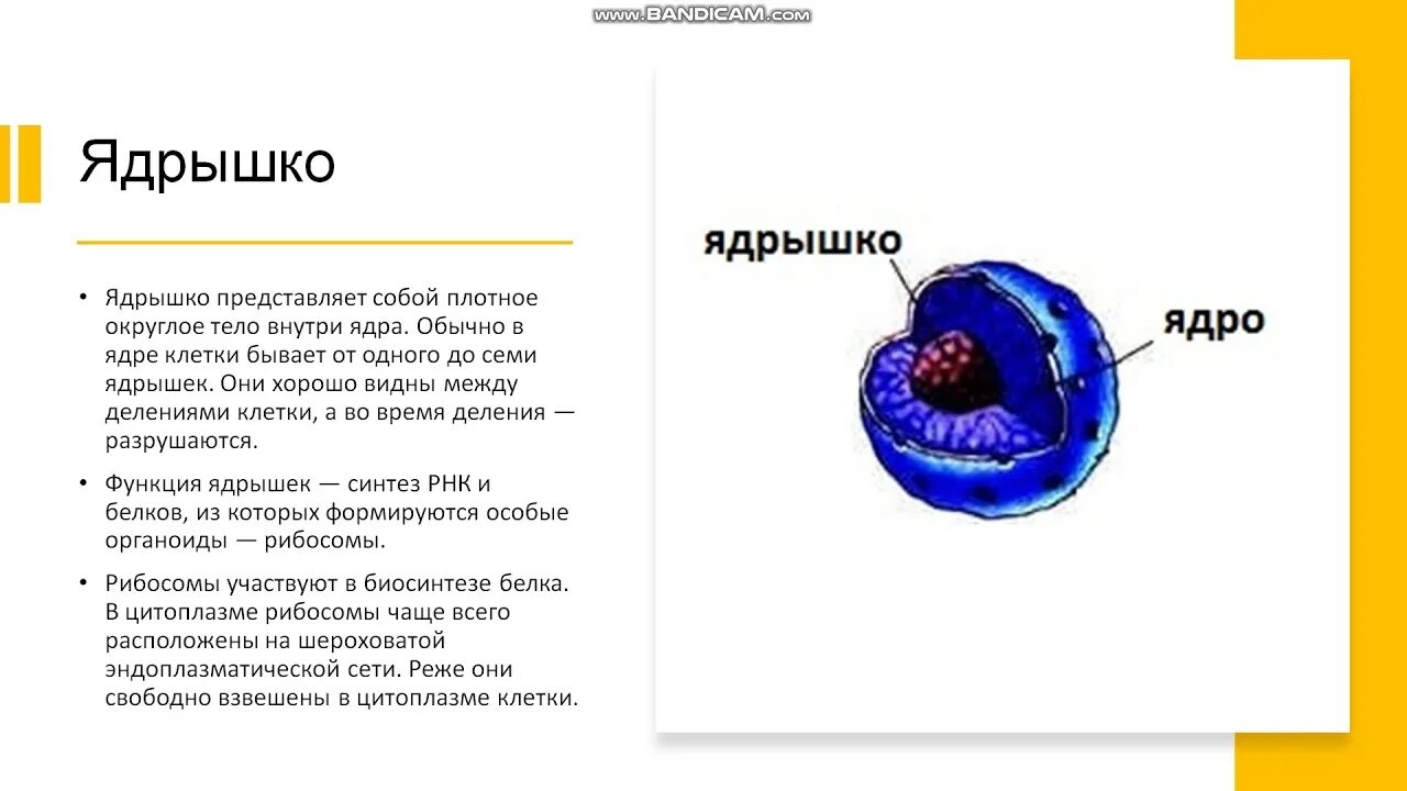 Строение и функции ядра тест. Ядро строение органоида. модель клетки с органоидами из пластилина. строение ядра клетки грин стаут тейлор.