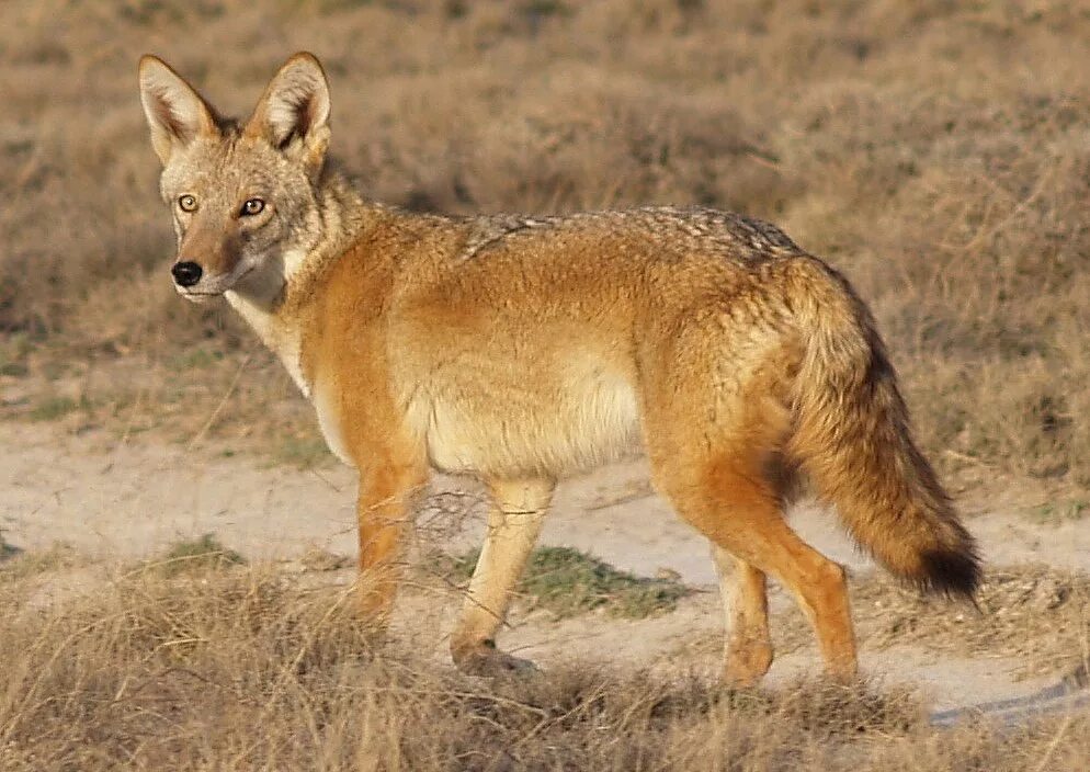 Псовые семейства млекопитающих. Золотой шакал. Койот животное северной америки. Гривистый волк. Псовые млекопитающие.