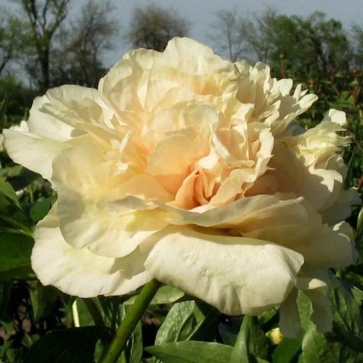 Paeonia itoh Canary Brilliants. КФХ
