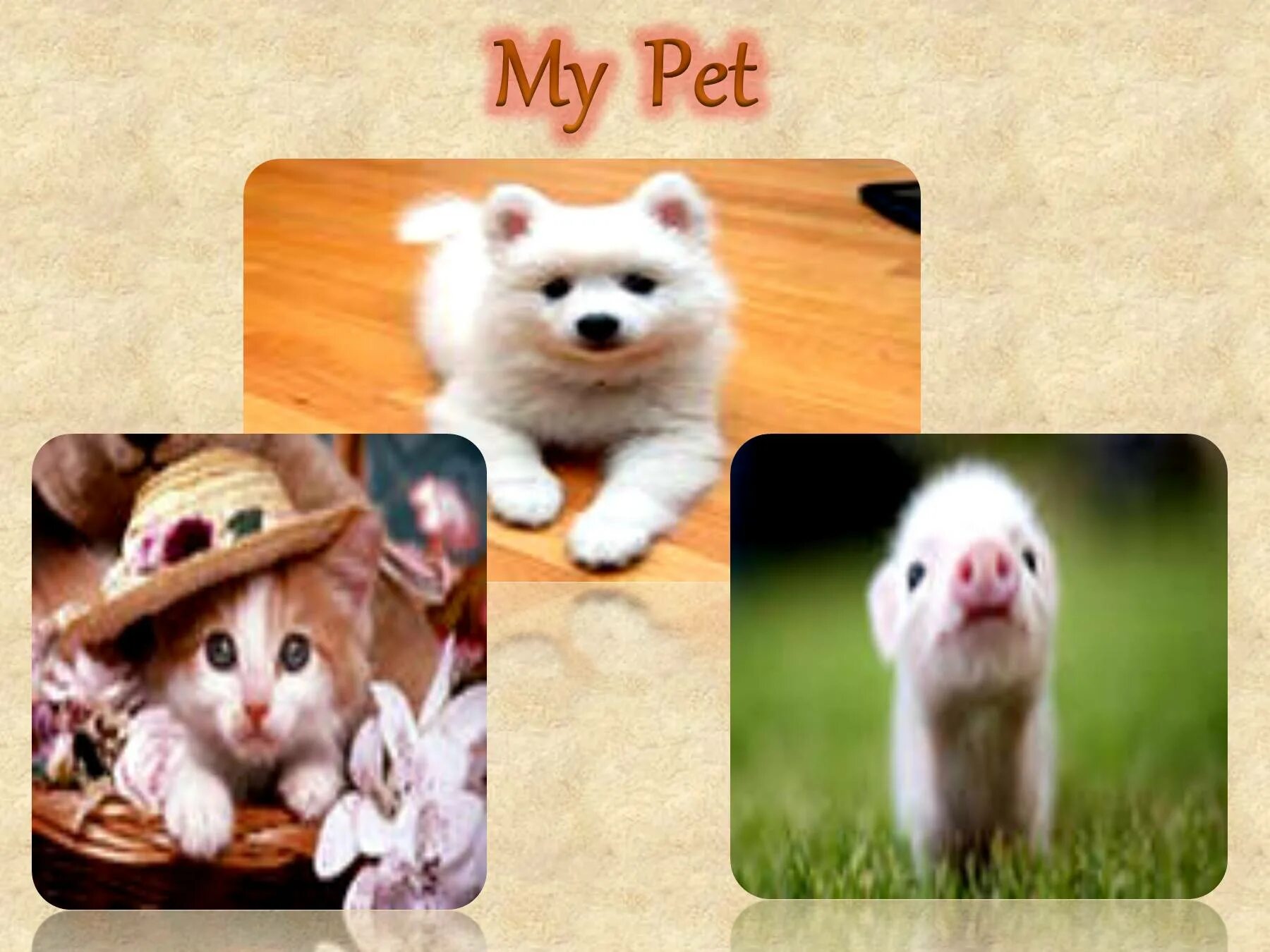 Проект my Pet. Проект по английскому my Pet. Презентация по английскому языку my Pet. My pet 3 класс