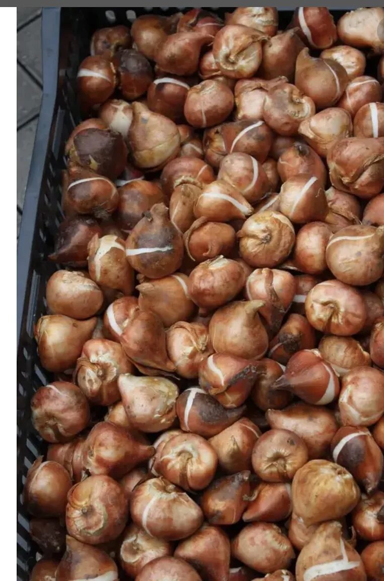 Луковица тюльпана. Голландия луковицы тюльпанов оптом. Тюльпаны хабаровск. Луковицы тюльпанов из голландии. Голландия луковицы тюльпанов оптом.