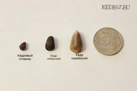 Диаметр кедра