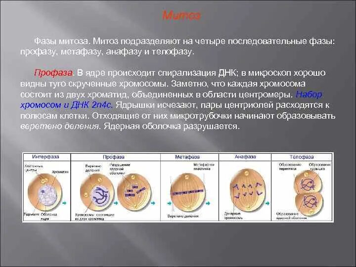 9 класс, презентация на тему "Митоз. Размножение клетки и ее жизненный цикл" (11