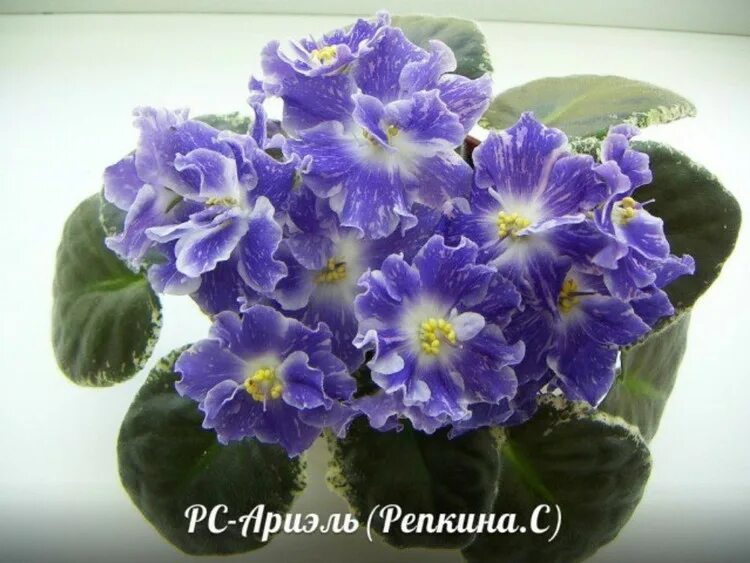 Сорт фиалки рс. Фиалка рс ариэль. фиалка сорт ариэль. фиалка ариэль спорт. фиалка ариэль морева.
